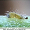 pol damone larva1